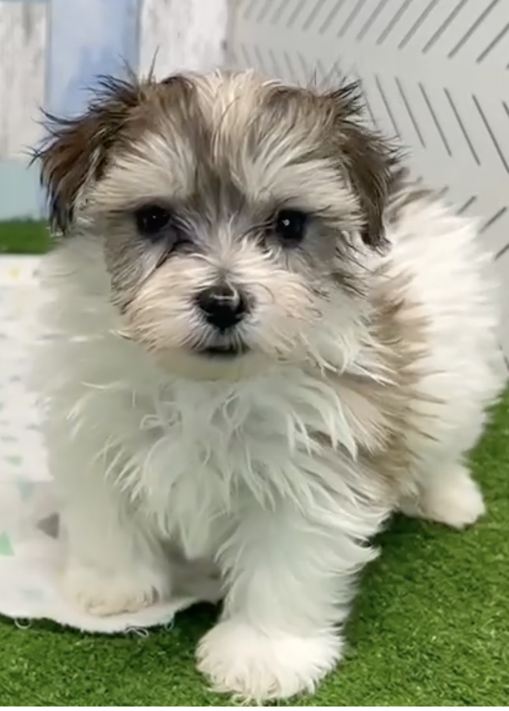 fluffy tricolor havachon puppy